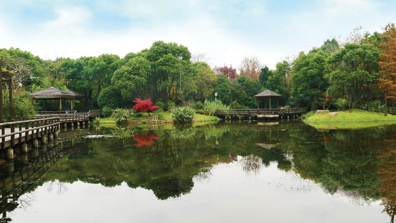 商场绿植租赁与购买：哪种选择更合适？**