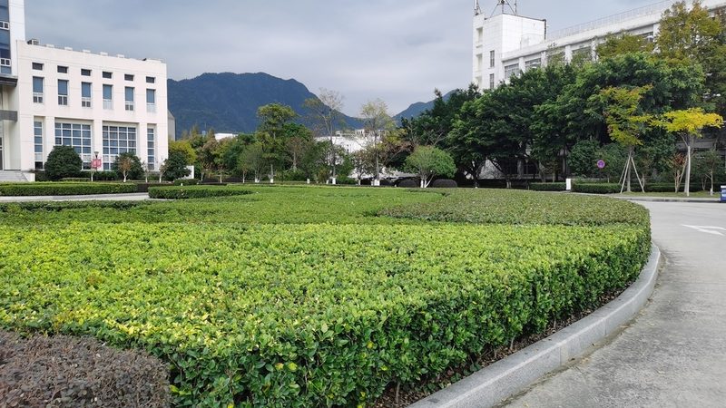 办公楼屋顶绿化，如何选择适宜植物？**