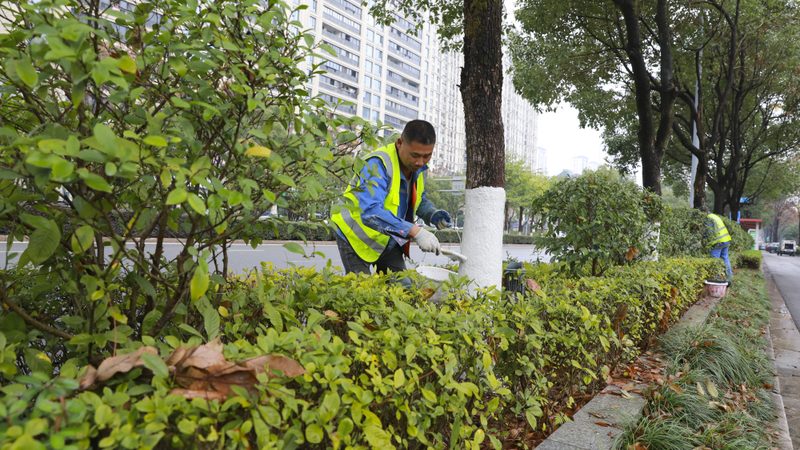 苗木种植技术视频教程加盟：揭秘高效种植之道**